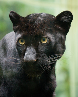 Black Panther, Bronx Zoo | Garrett Ziegler | Flickr