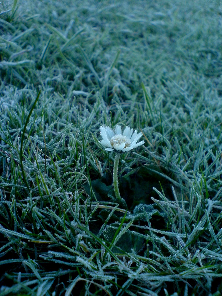 Frozen Daisy A very confused daisy caught in a hard frost.… Tom