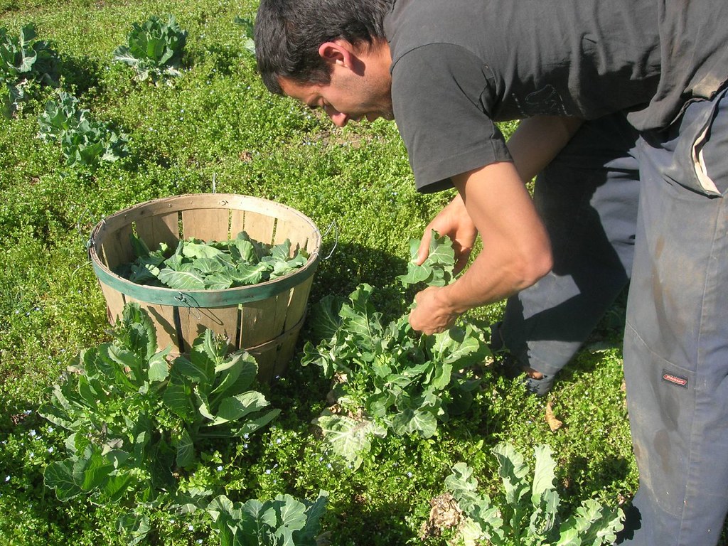 Meet your farmers Ali Eight Acres at Wheatland Vegetable Farms Flickr