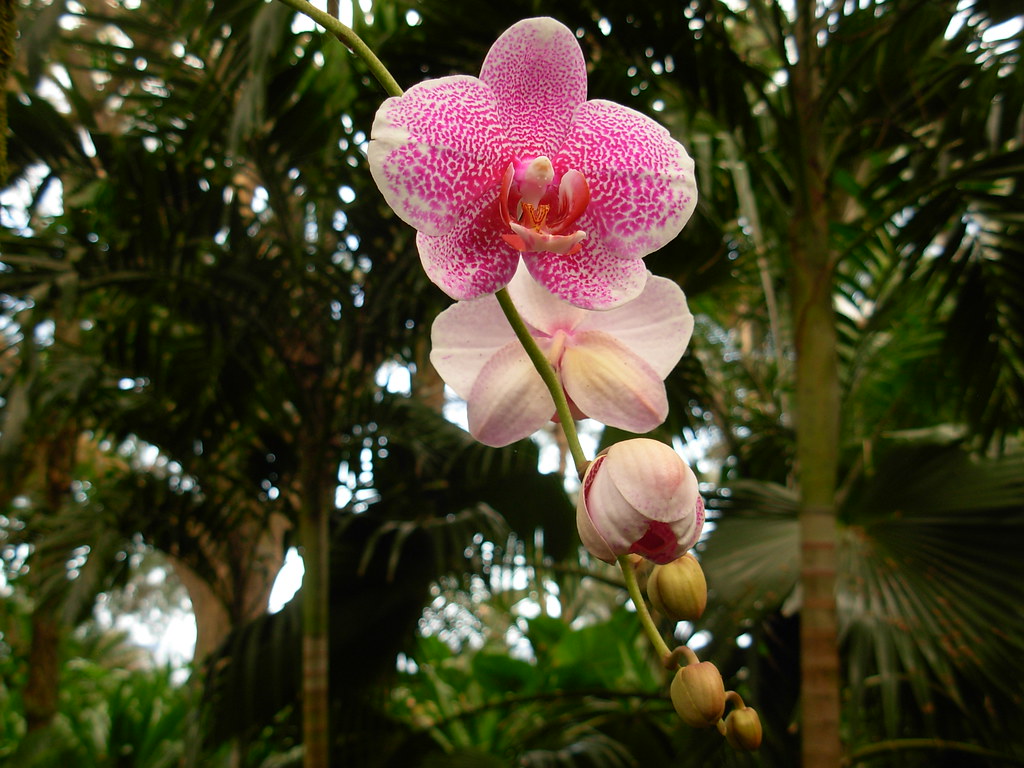 Pink phalaenopsis Orchid Hawaii Tropical Botanical Garde… Flickr