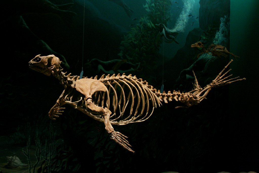 Swimming Dinosaur Skeleton 2 National Museum of Natural … Flickr