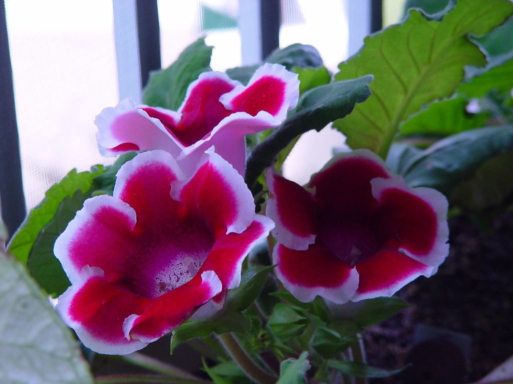 Gloxinia Flower Plant Cha Gloxinia