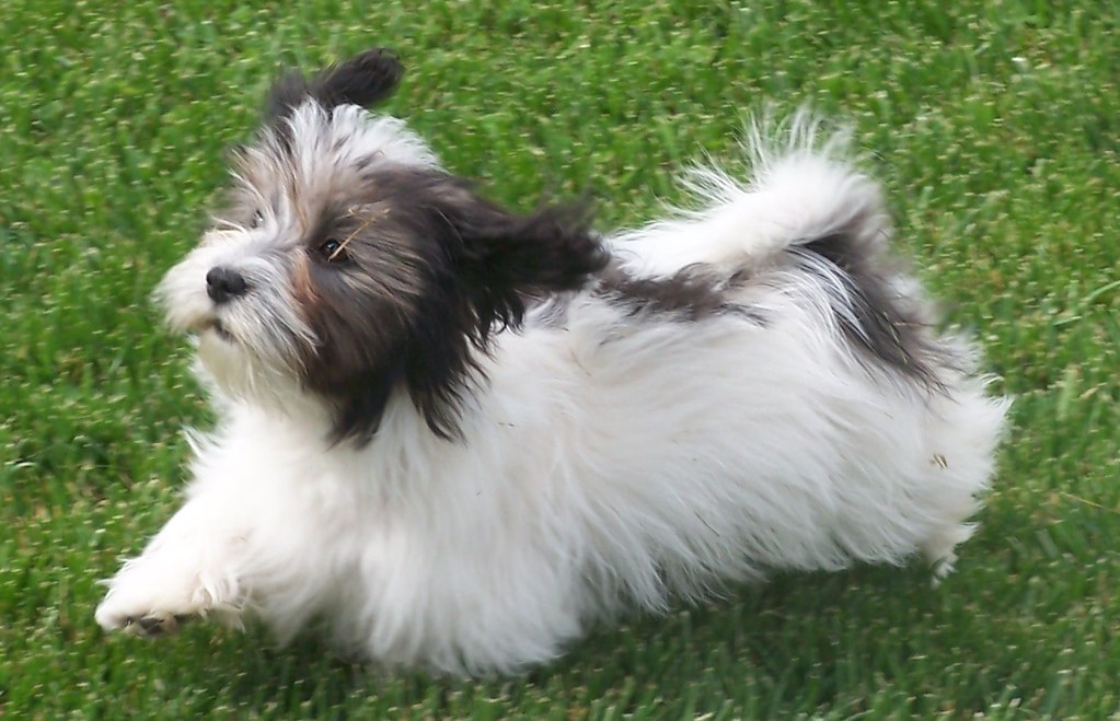 Hallie the havanese Run Away! julie6566 Flickr