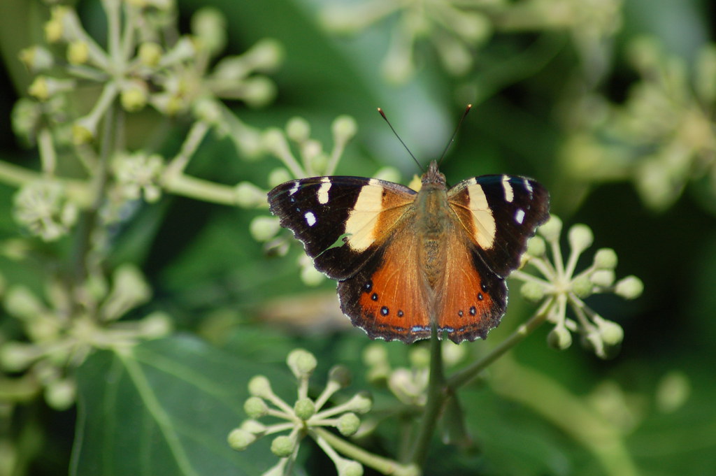 Butterflies are back Br3nda Flickr