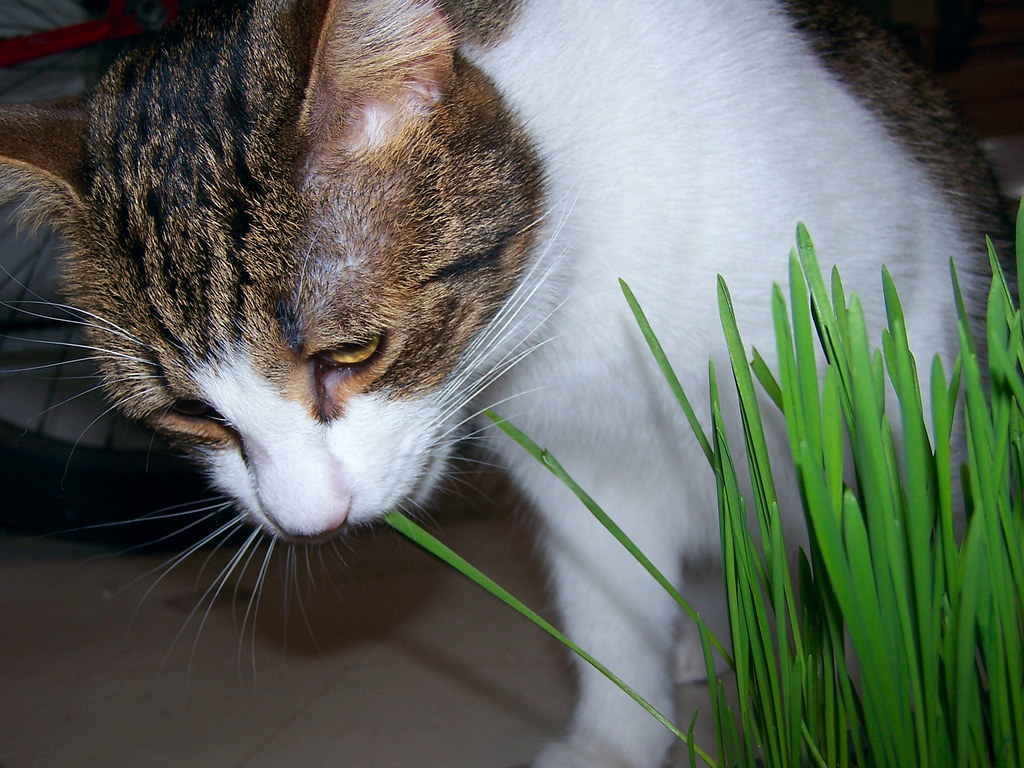 Toby chewing grass Toby chomping on some cat grass. Ruth Flickr