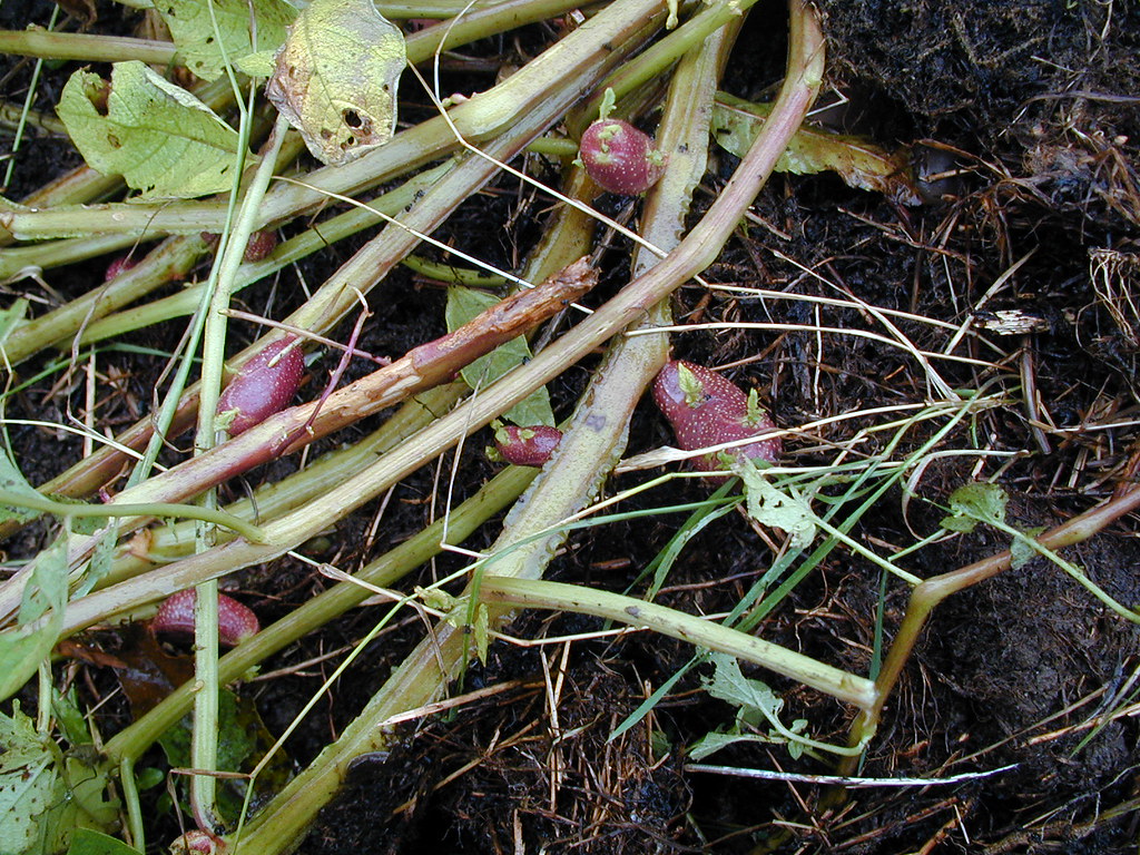 "Air potatoes" Notice how the potatoes have been growing f… Flickr