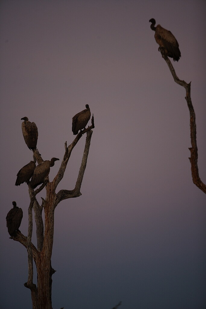 Vultures Roosting Vultures getting ready to roost. See vid… Flickr