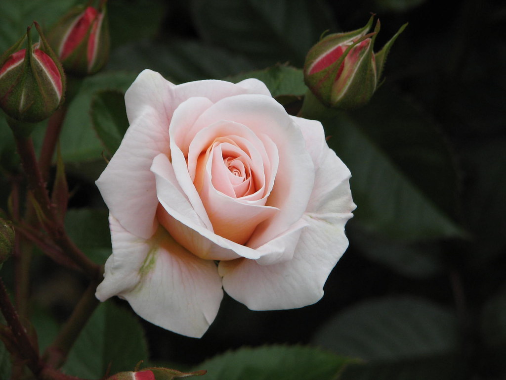 Lady Norwood Rose Garden 21 November 2007 Roses in bloom… Flickr