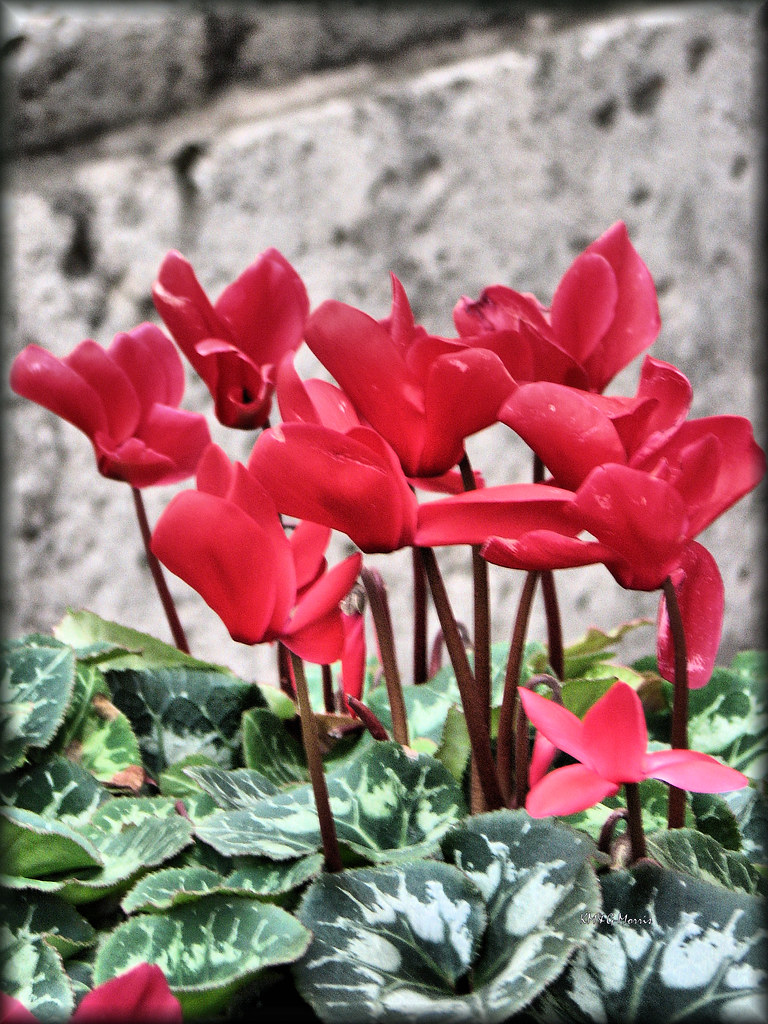A Flower at City Hall Planter boxes in front of Houston's … Flickr