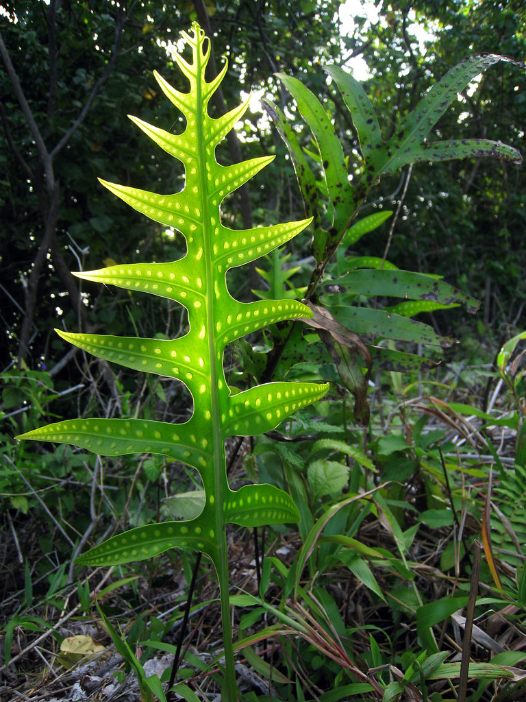 Fern at dusk A fern lit up like a christmas tree by the se… Flickr