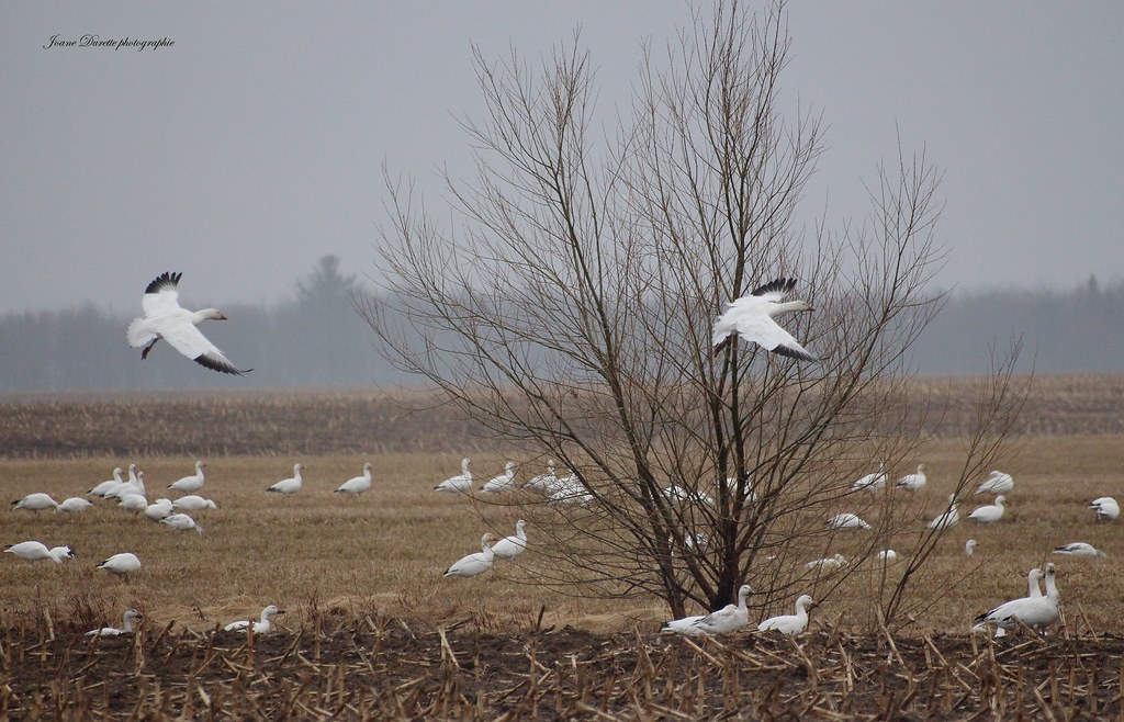 IMG_3763 StHenri de Lévis Johanne Durette Flickr