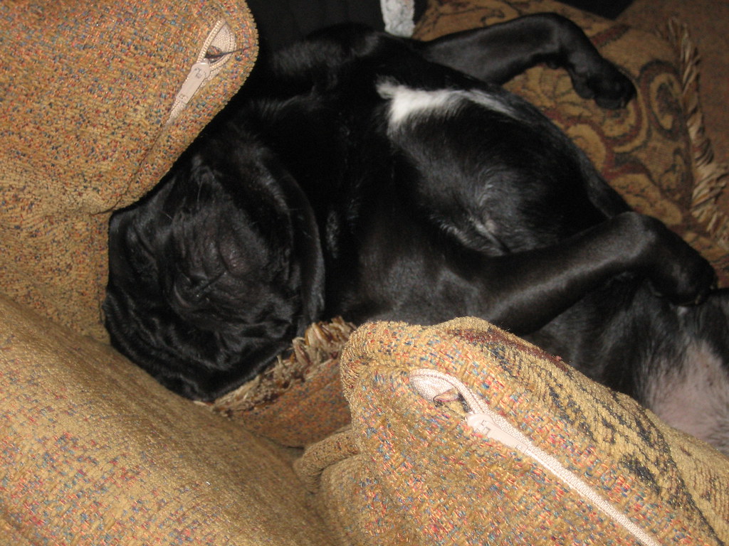 Idiot Dog He's too ridiculous to realize dogs don't sleep … Flickr