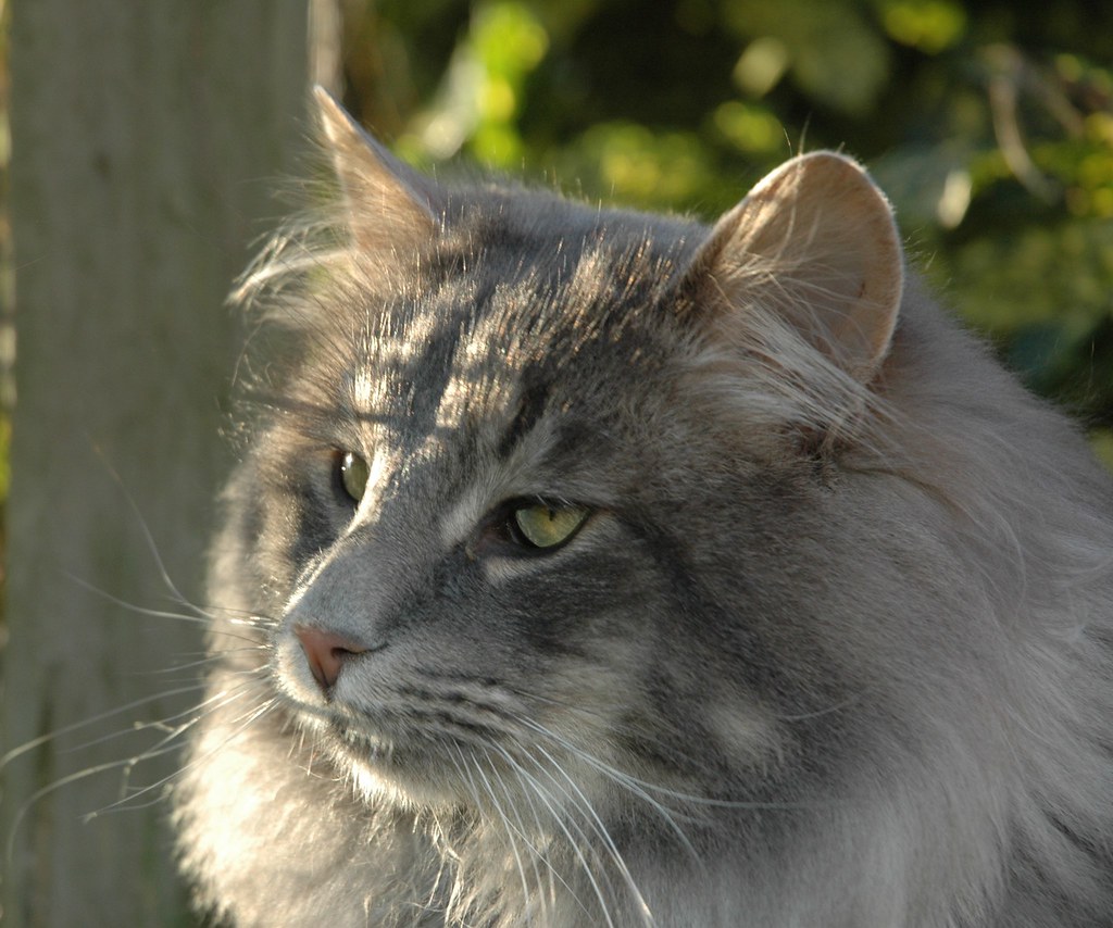 Grey Norwegian Forest Cat