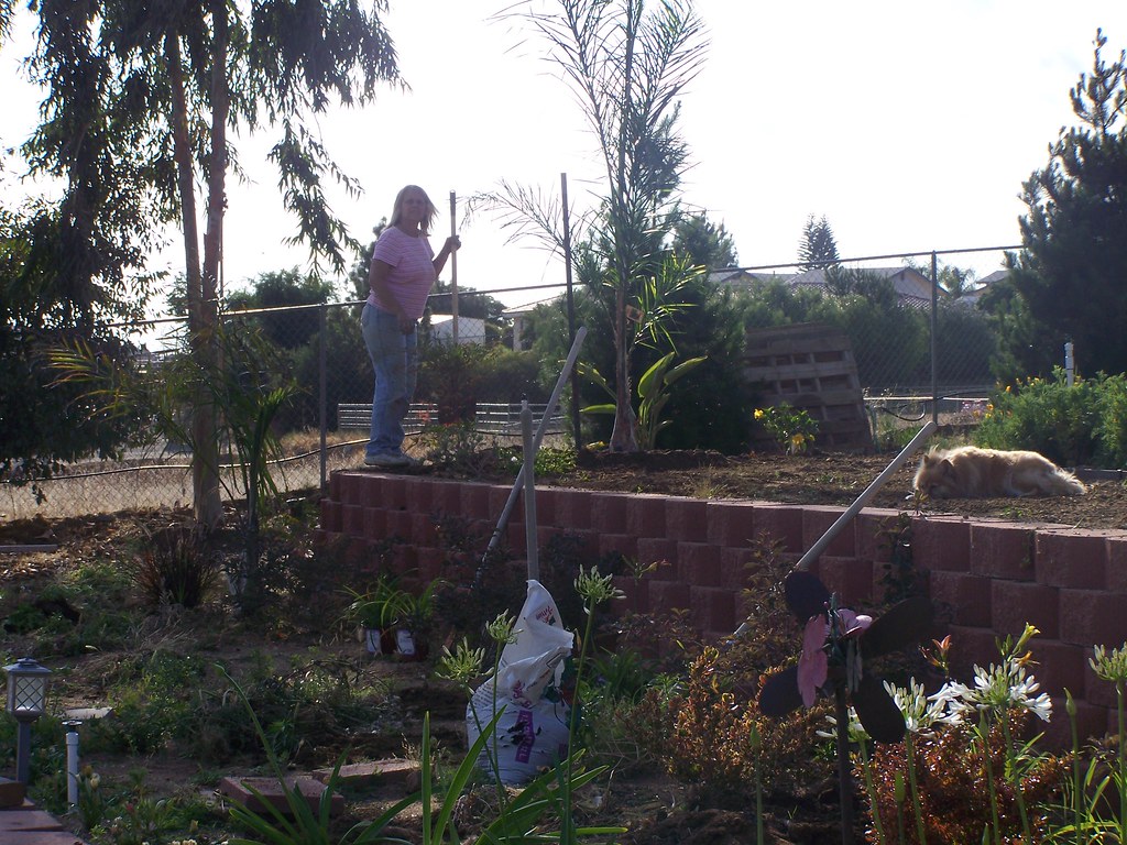 Dennise & Queen Palm Our bargain Queen Palm Home Depot … Flickr