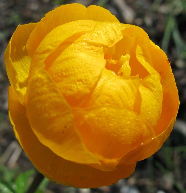 Trollius europaeus 'Superbus' Globeflower Kingsbrae Garden Flickr