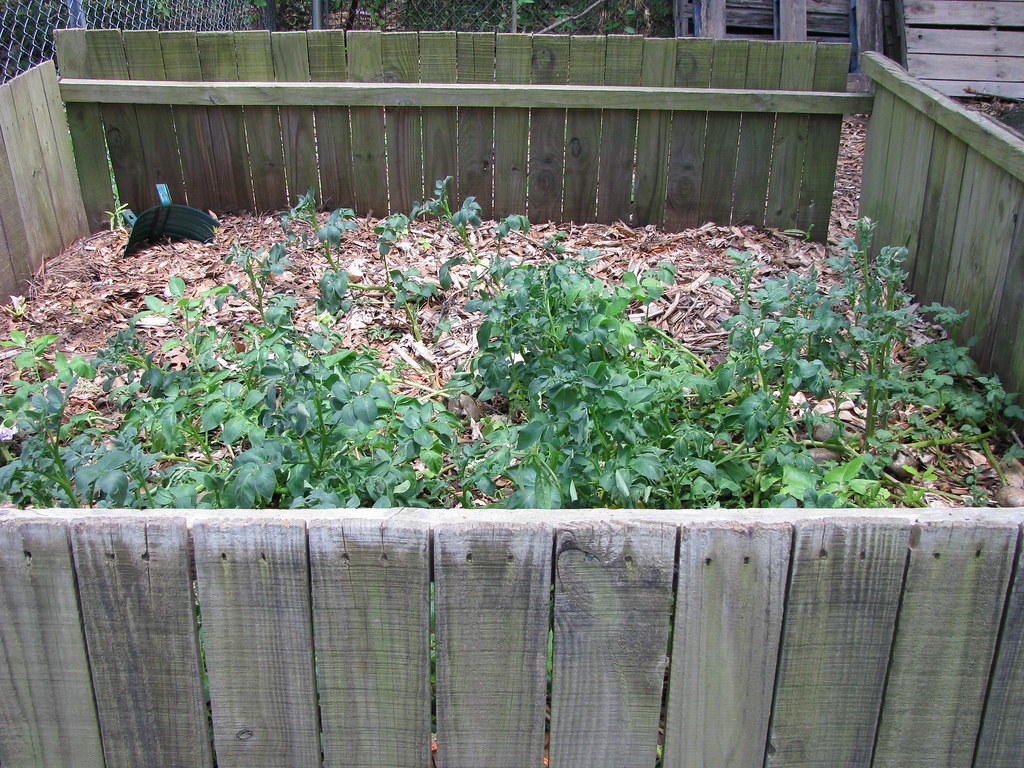 Potatoes in the Compost Pile Potato plants are taking over… Flickr