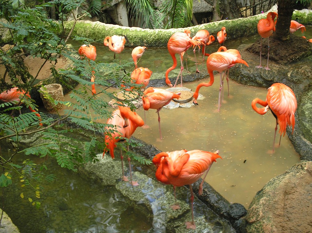 Flamingo, Dallas World Aquarium countmichael Flickr