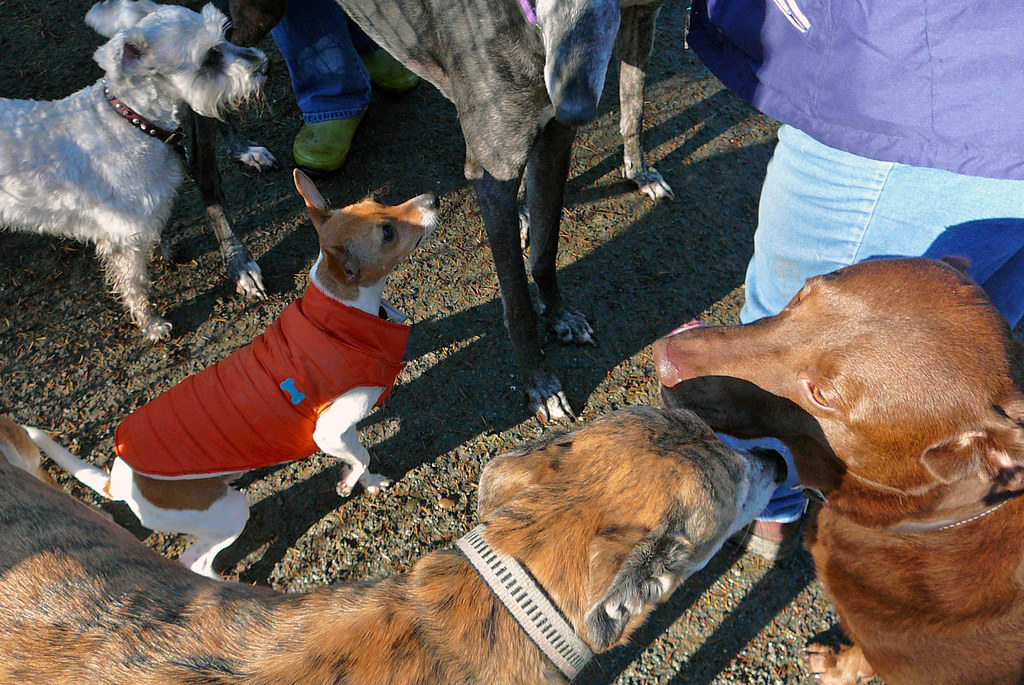 Frodo the Mooch French Lake Dog Park 10/2007 Frodo is … Flickr