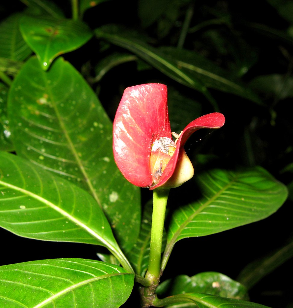 Psychotria elata, Hot lips plant, Panama AKA Sombrerito de… Flickr