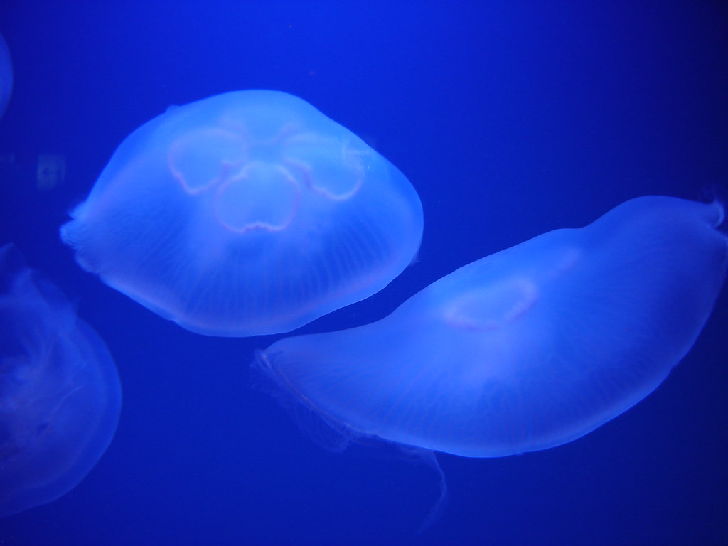 jelly fish .such beautiful & delicate creatures of the … Rashmi