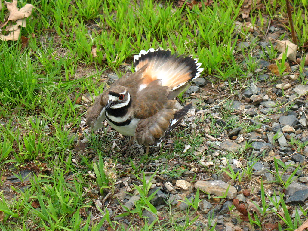 Killdee A killdee (a localism for Killdeer) nesting in my … Flickr