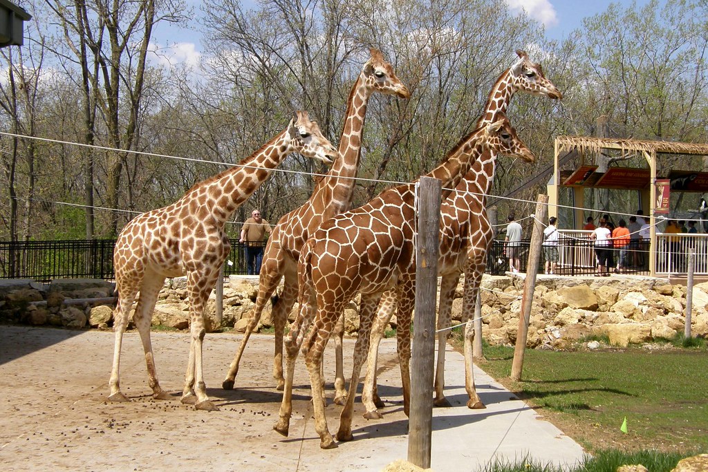 Niabi Zoo Niabi Zoo Coal Valley IL giraffes looking over t… Flickr