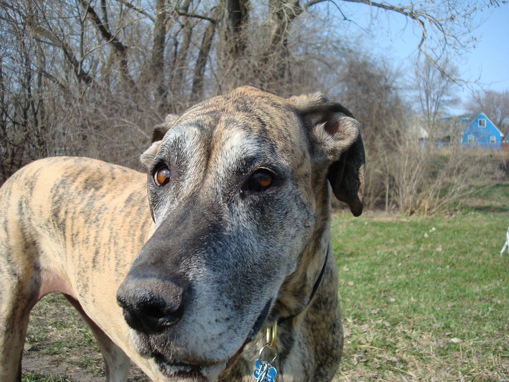 DSC04799 Tiger Lily Airport Dog Park Minneapolis, MN usa A… Flickr