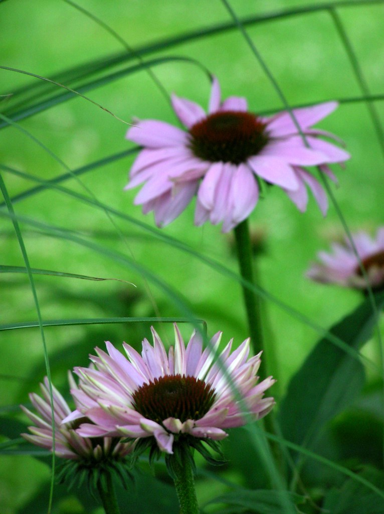 coneflowers in rose garden early July normanack Flickr