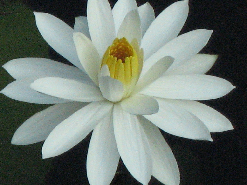 If Love is Flower If Love Is Flower love is endless like f… Flickr