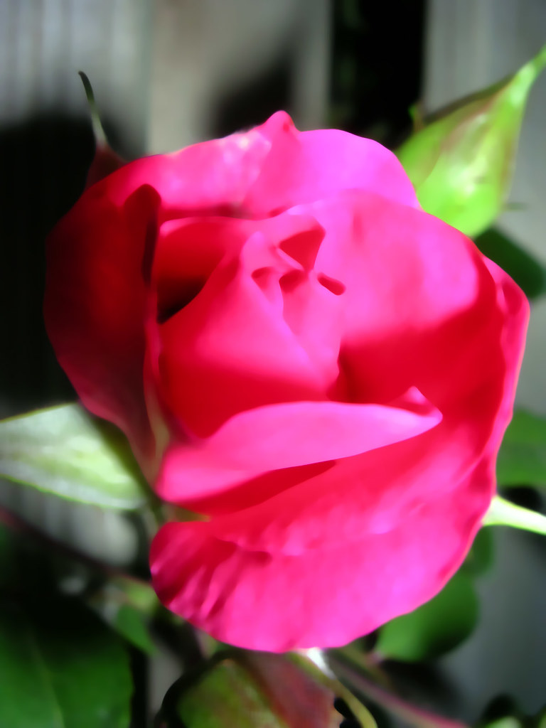 Roses are Hot Pink Onion Flickr