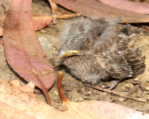 Baby Bird Oh My Heart.... this precious baby bird had fall… Flickr