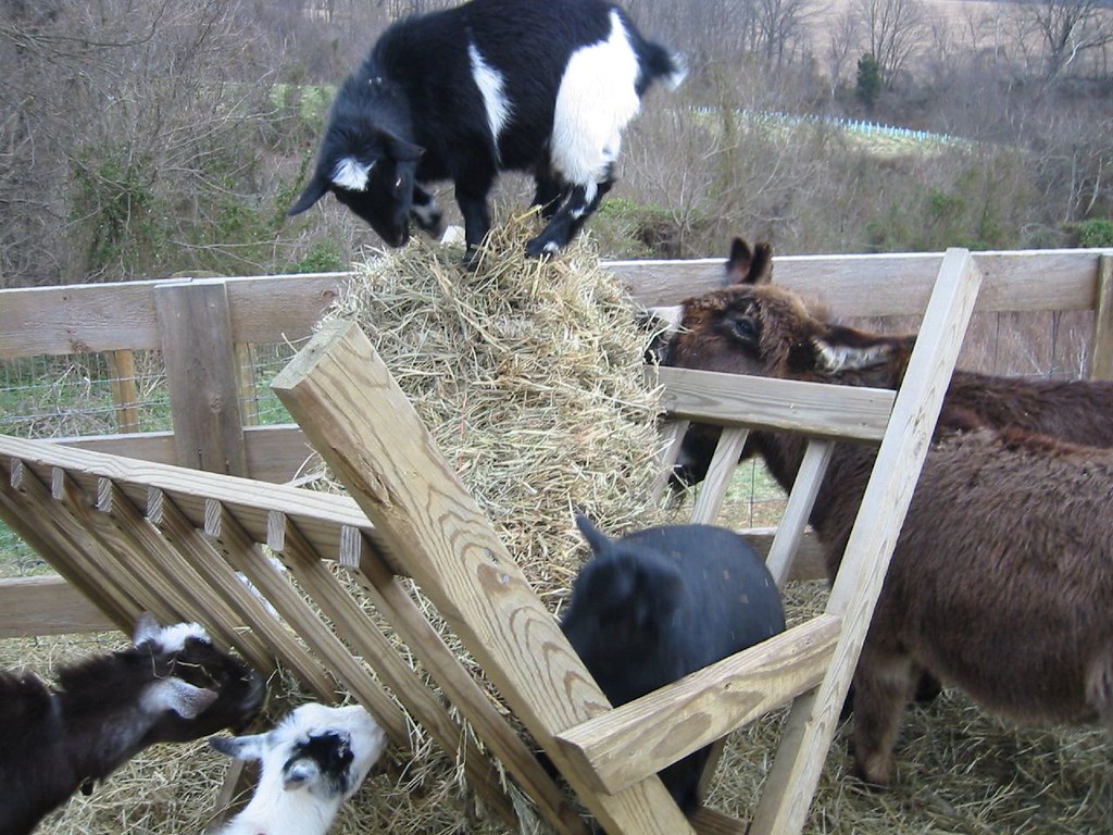 4 ChimneysGoats & Donkey feeding at Manger Mike James Flickr