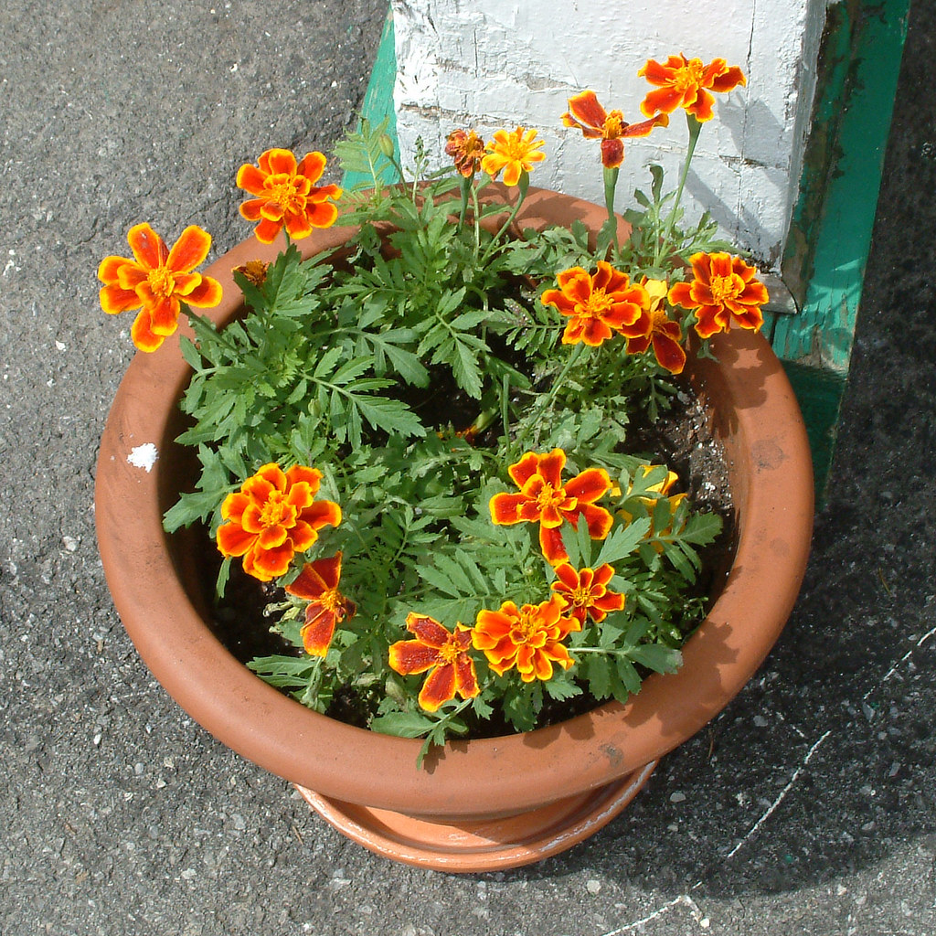 Potted Orange Flowers View this photo on a map. Flickr