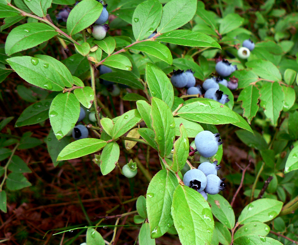 Blueberries Wild blueberries at Blueberry Plains Provincia… Flickr