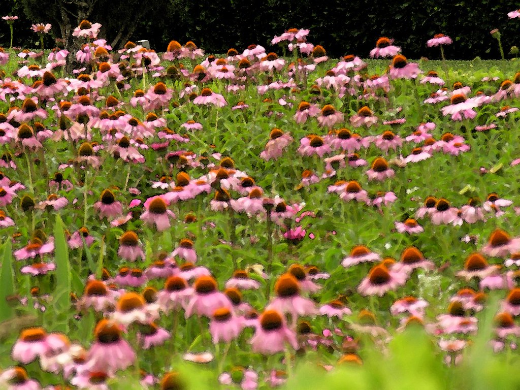 Field of Flowers Caesar's Palace Las Vegas Six of us f… Flickr