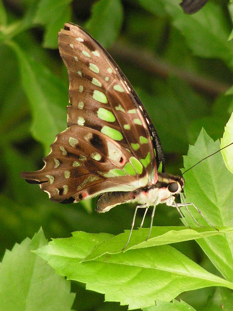 Tailed Jay Butterfly Butterfly House of Whitehouse, Ohio, … kw33 Flickr