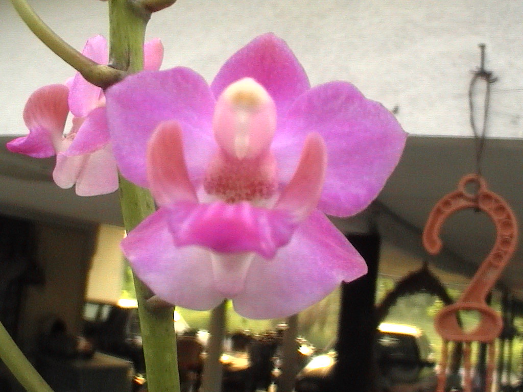 DVC01145 Doritis hybridcloseup dendro dendro Flickr