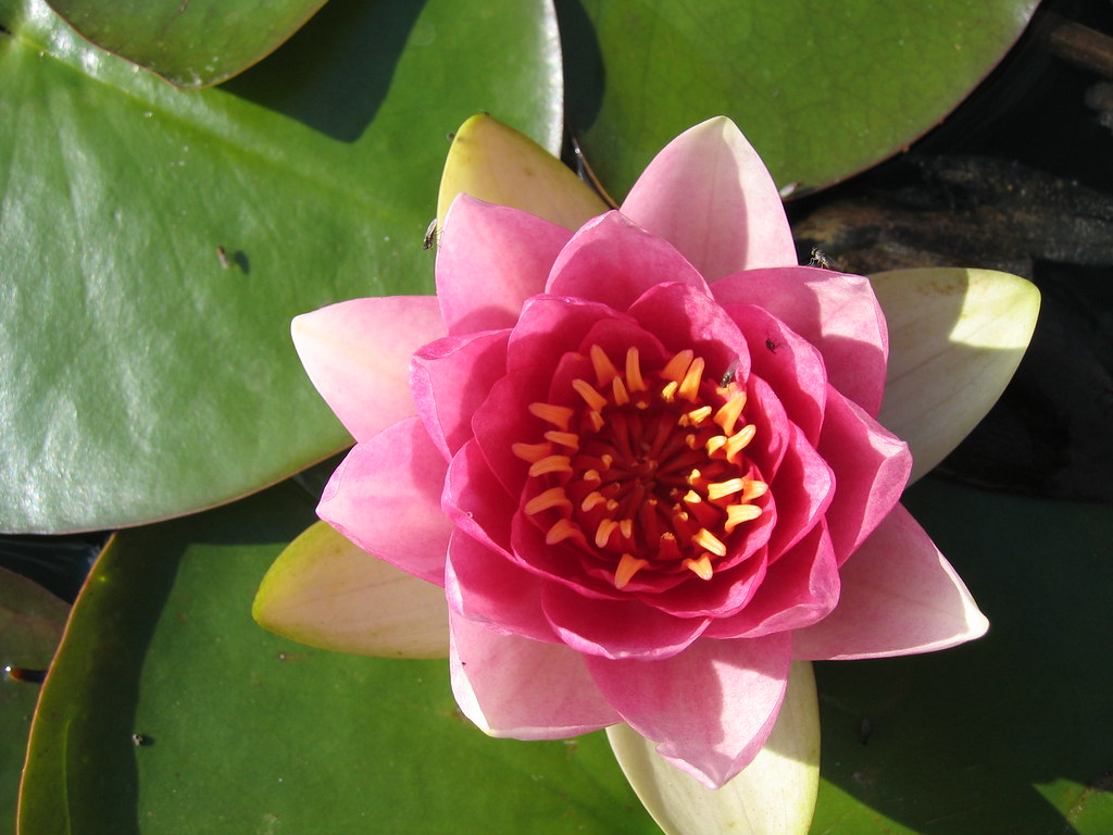 Lily Used in blog Flickr