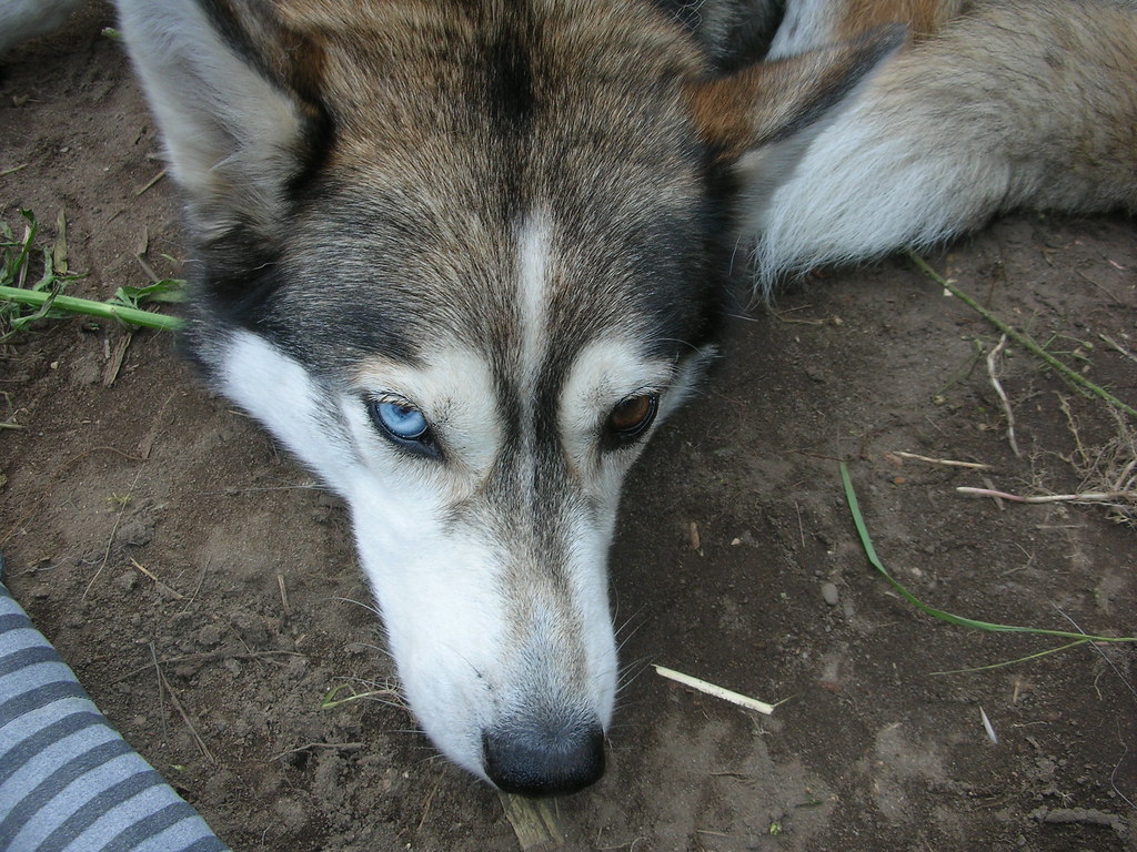Heterochromatic husky Kent Wang Flickr