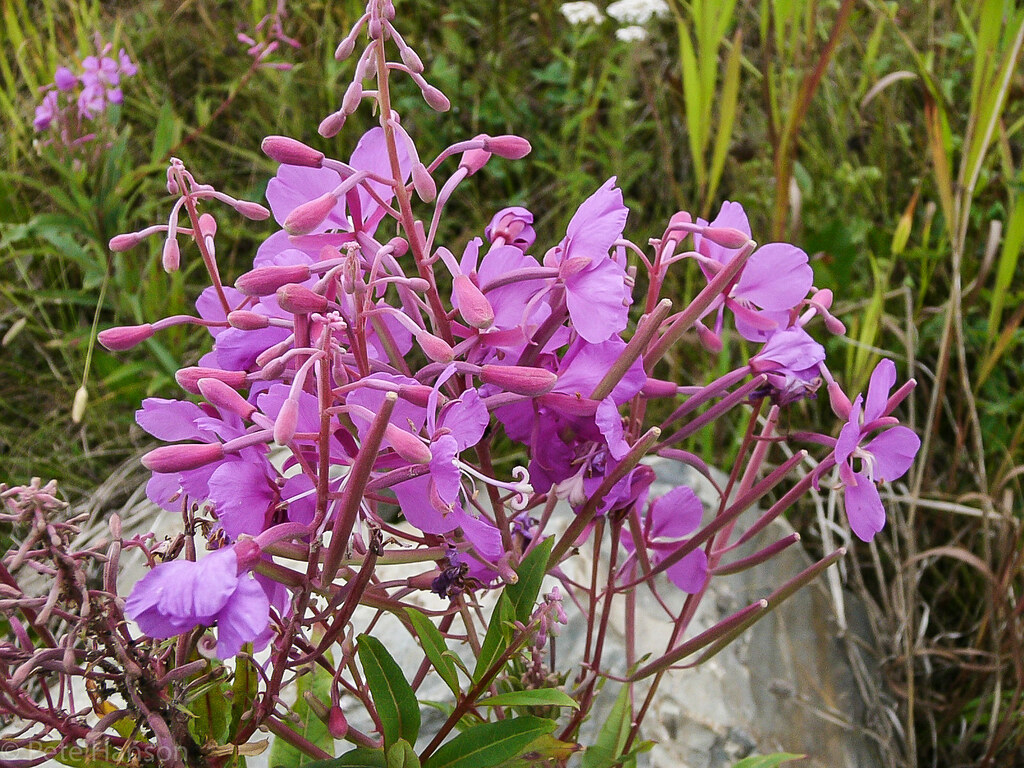 Fireweed, 1 of 4 Anchorage, Alaska 02 Aug 2005 Towards the… Flickr