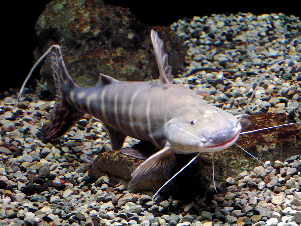 Striped Catfish Toledo Zoo, Ohio USA kw33 Flickr