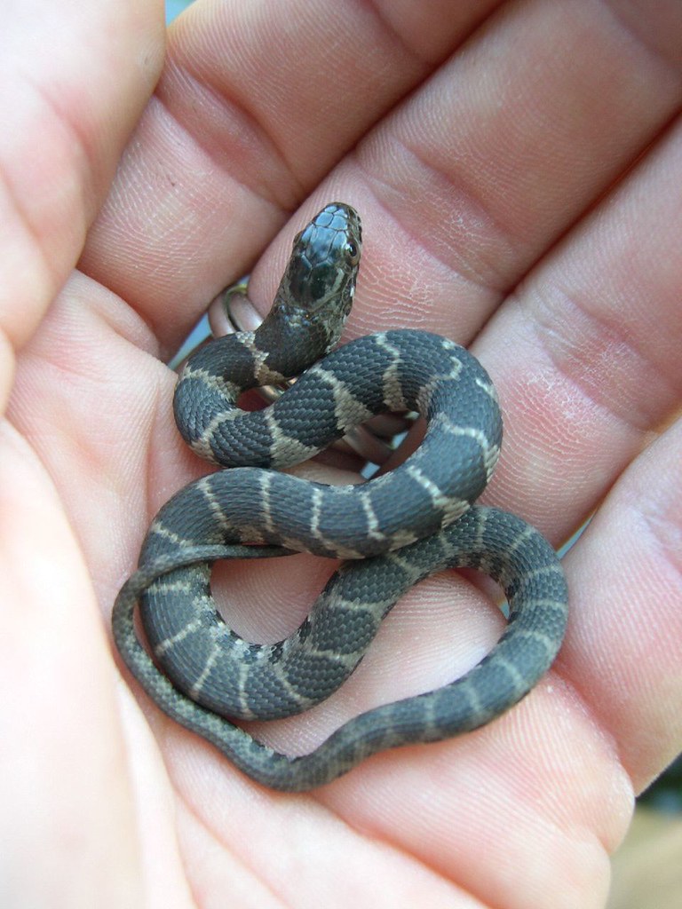 Juvenile Northern water snake a photo on Flickriver