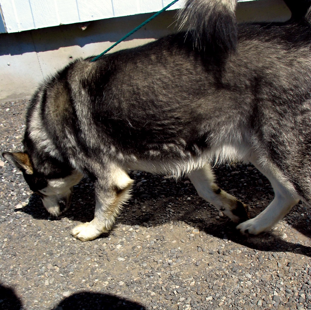 Adoptable Dog ∴ Kodiak Adoptable Dog ∴ Kodiak www.spokanim… Flickr