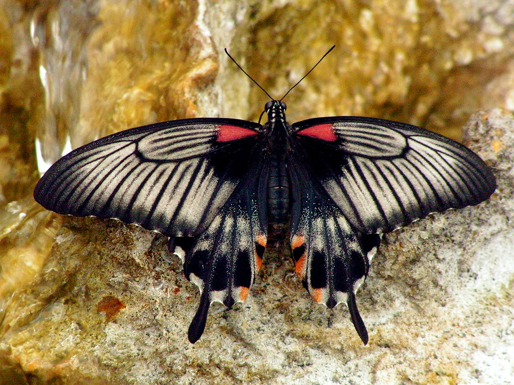 Great Mormon Butterfly Butterfly House of Whitehouse, Ohio… Flickr