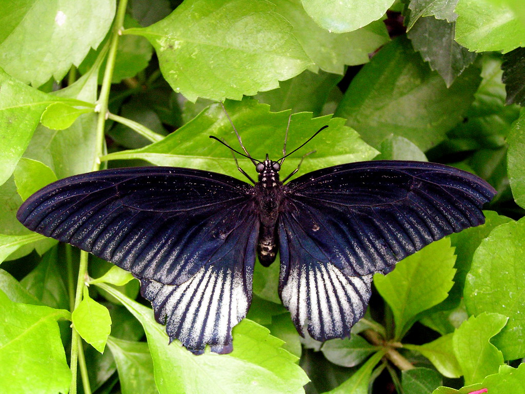 Great Mormon Butterfly Butterfly House of Whitehouse, Ohio… Flickr