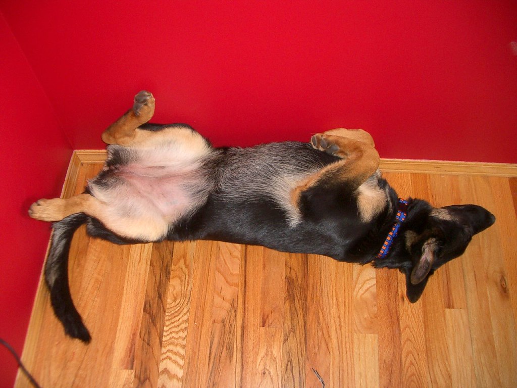 Upsidedown dog This dog can sleap anywhere, on any surface… Flickr