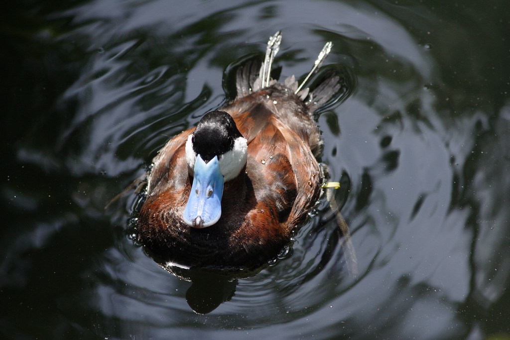 Ruddy Duck Audobon Zoo, New Orleans, Louisiana Frank Flickr