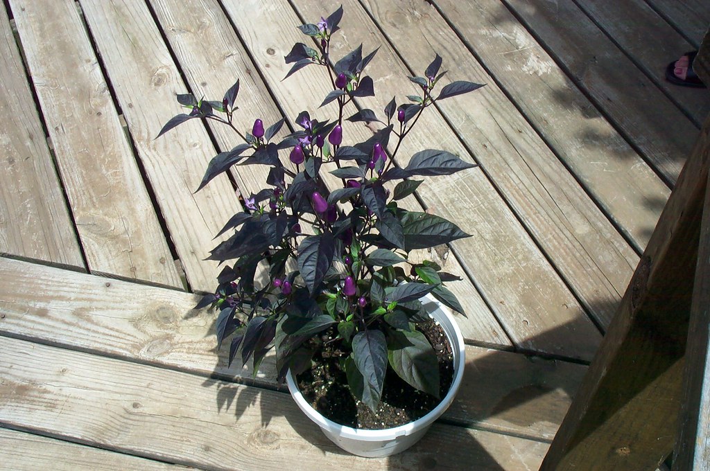 Ornamental Pepper Plant pic1 Beautiful Purple Pepper Plant… Flickr