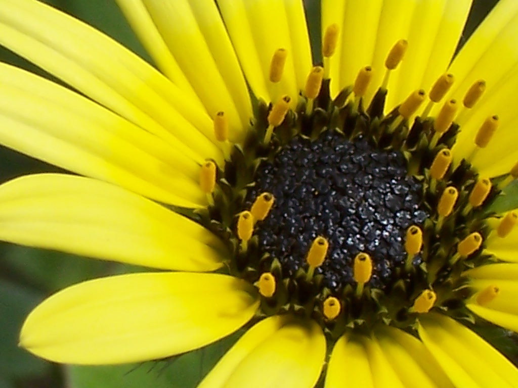050814shinycentre another yellow daisy weed flower this … Flickr