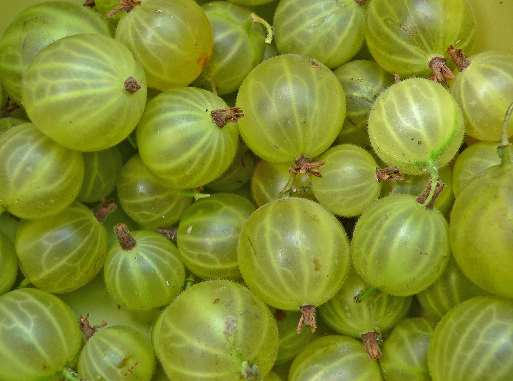 gooseberry as picked in our jersey garden.a study in how t… Flickr